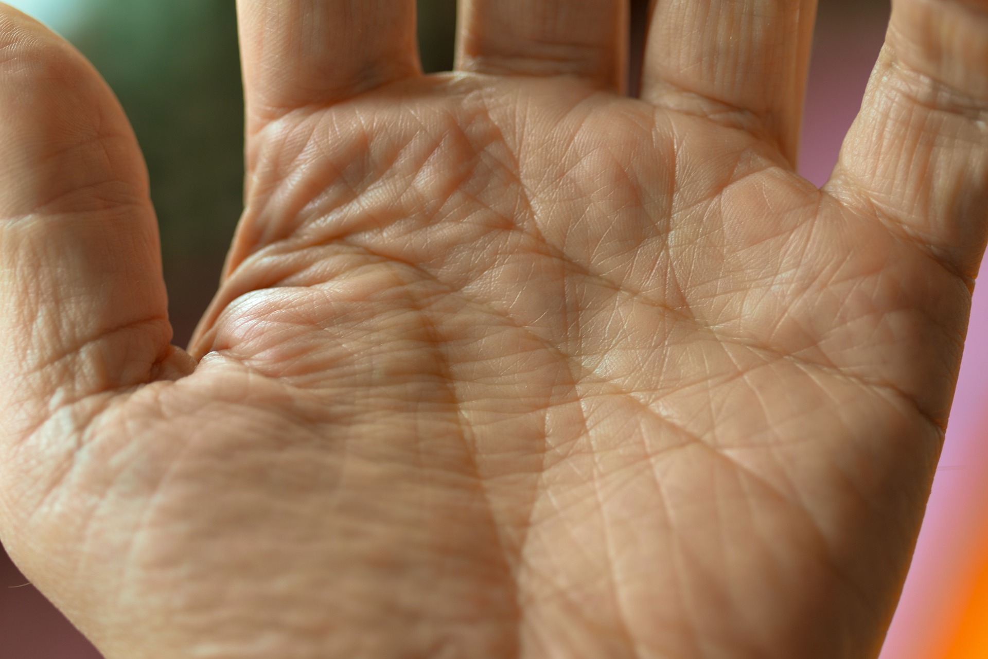 Palm